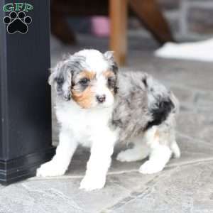 Baylor, Cavapoo Puppy